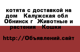 котята с доставкой на дом - Калужская обл., Обнинск г. Животные и растения » Кошки   